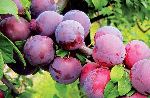 خرید نهال آلو شابلون