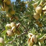 خرید نهال بادام آذر