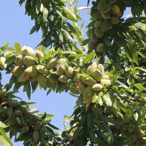 نگه داری از نهال بادام آذر