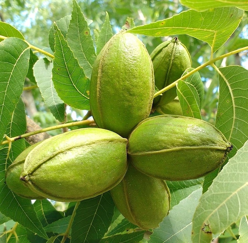 خرید نهال گردو پکان آمریکایی