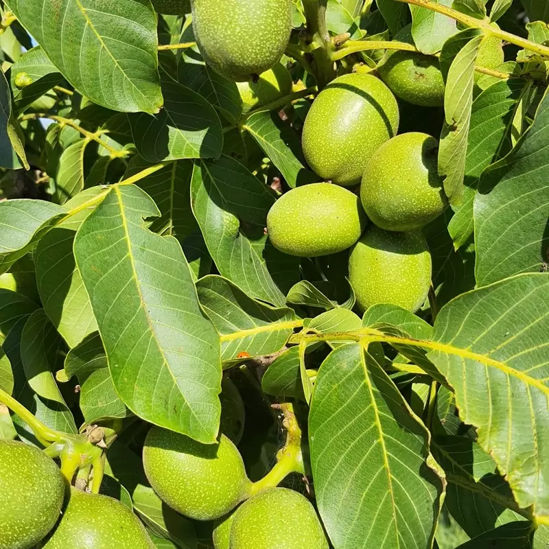 خرید نهال گردو ژنوتیپ