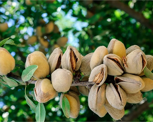 خرید نهال شکوفه