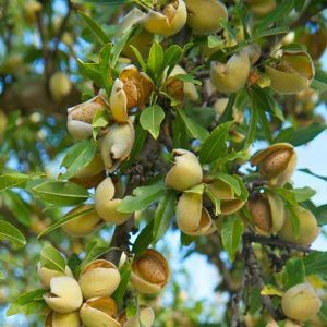 تولید نهال بادام مامایی 