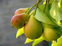 خرید نهال گلابی کوشیا