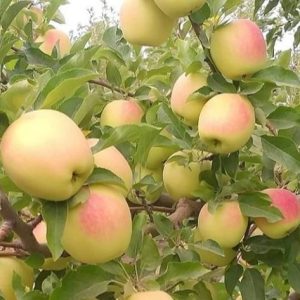 تولید نهال سیب زردفرانسه