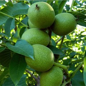 خرید نهال گردو شیلی