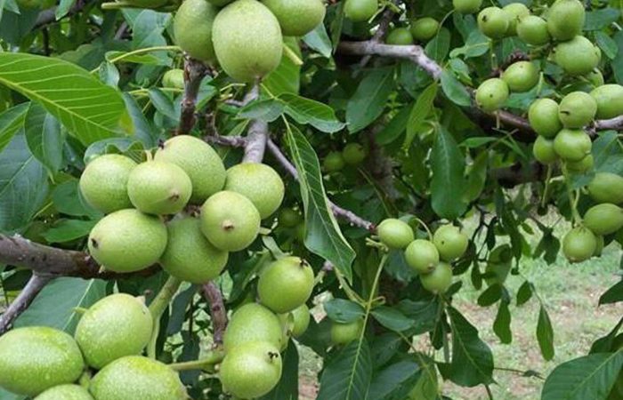 نهال گردو کانادایی
