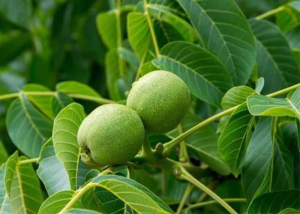 خرید نهال گردو پدرو