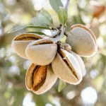 نهال بادام جی ان پیوندی
