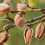 نهال بادام پایه جی ان