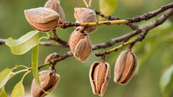 نهال بادام پایه جی ان