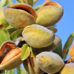 خرید نهال بادام حریر