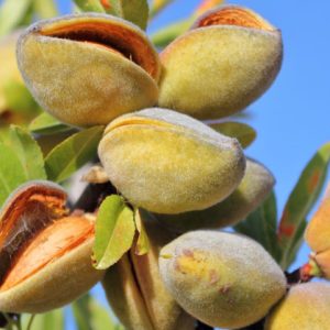 خرید نهال بادام حریر