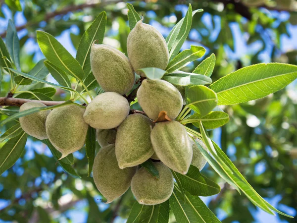 نهال بادام نجف آبادی