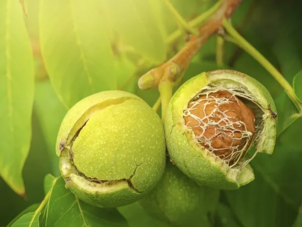 نهال گردو چندلر بذری