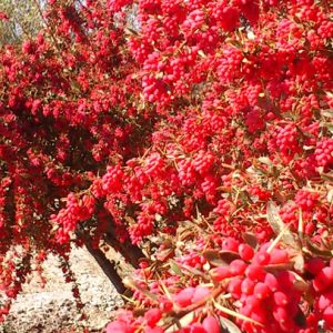 نهال زرشک قائنات