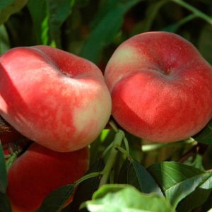 خرید نهال هلو استار