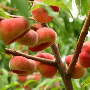 خرید نهال هلو انجیری مالکی