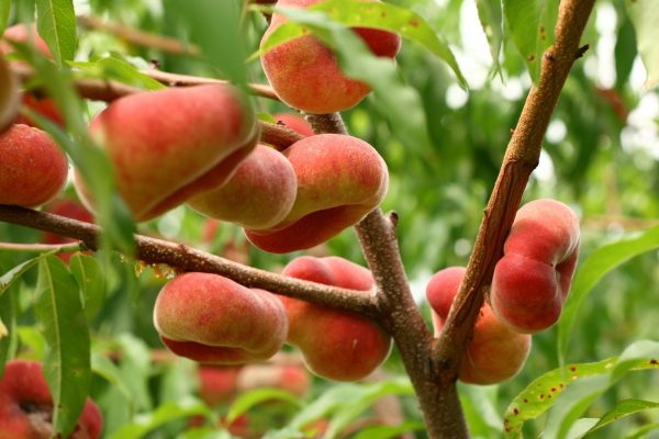 خرید نهال هلو انجیری مالکی