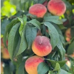 خرید نهال هلو کاردی