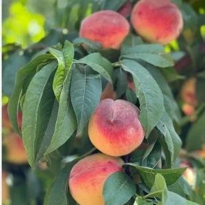 خرید نهال هلو کاردی