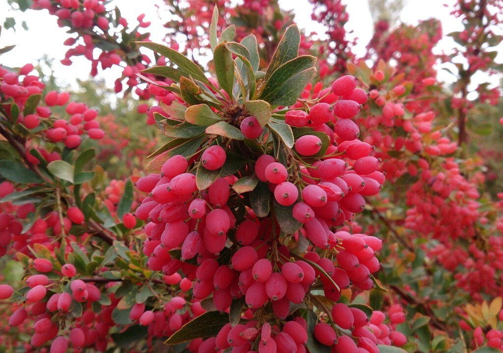خرید نهال زرشک
