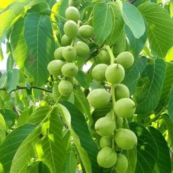 خرید نهال گردو ژنوتیپ و پیوندی