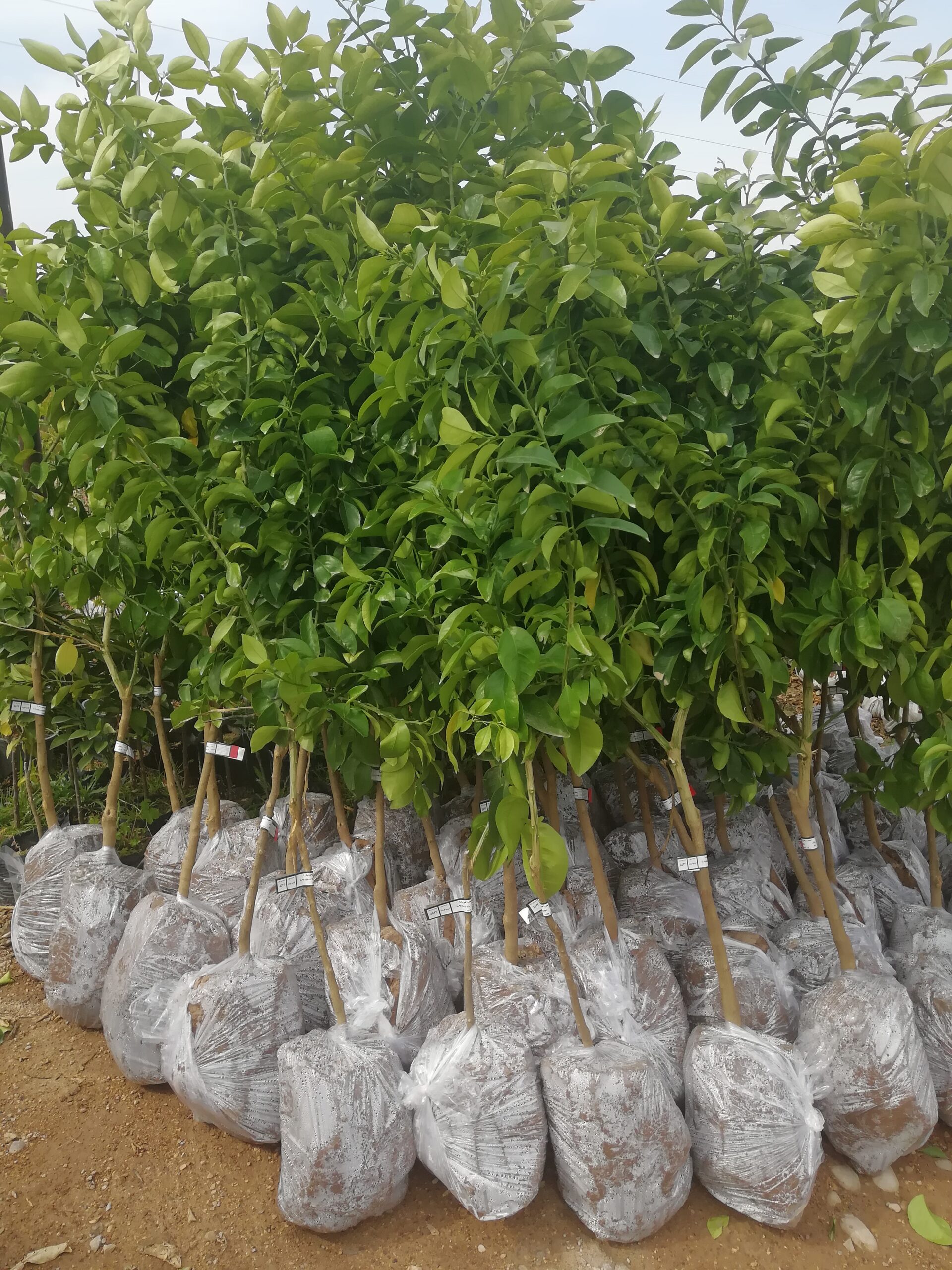 ارقام پربازده نهال
