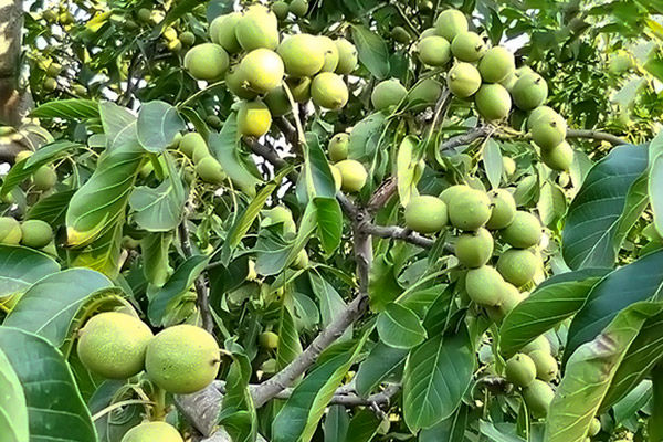 قیمت نهال گردو 