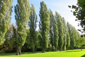قیمت نهال کبوده