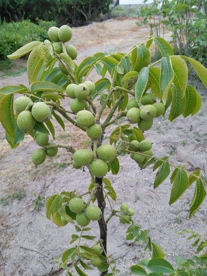 باردهی نهال گردو 