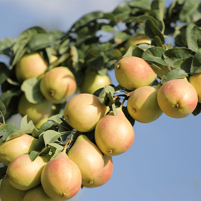 باردهی نهال گلابی