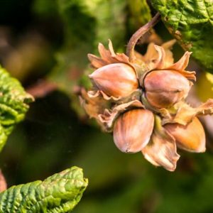 خرید نهال فندق بارتلر