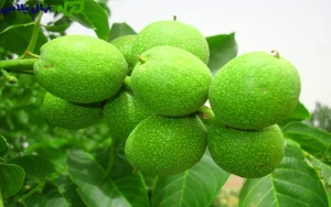 انتخاب نهال گردو