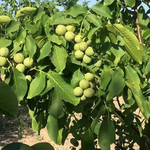 انتخاب نهال گردو
