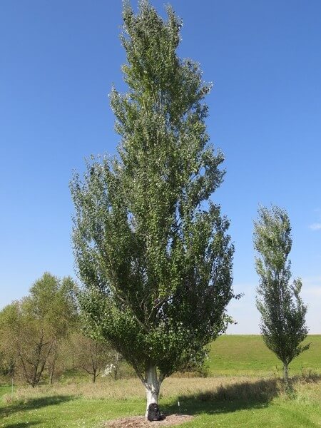 کاربرد نهال صنوبر در صنایع
