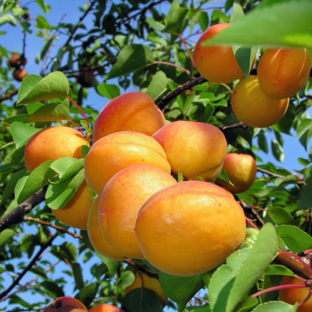 خرید نهال زردآلو