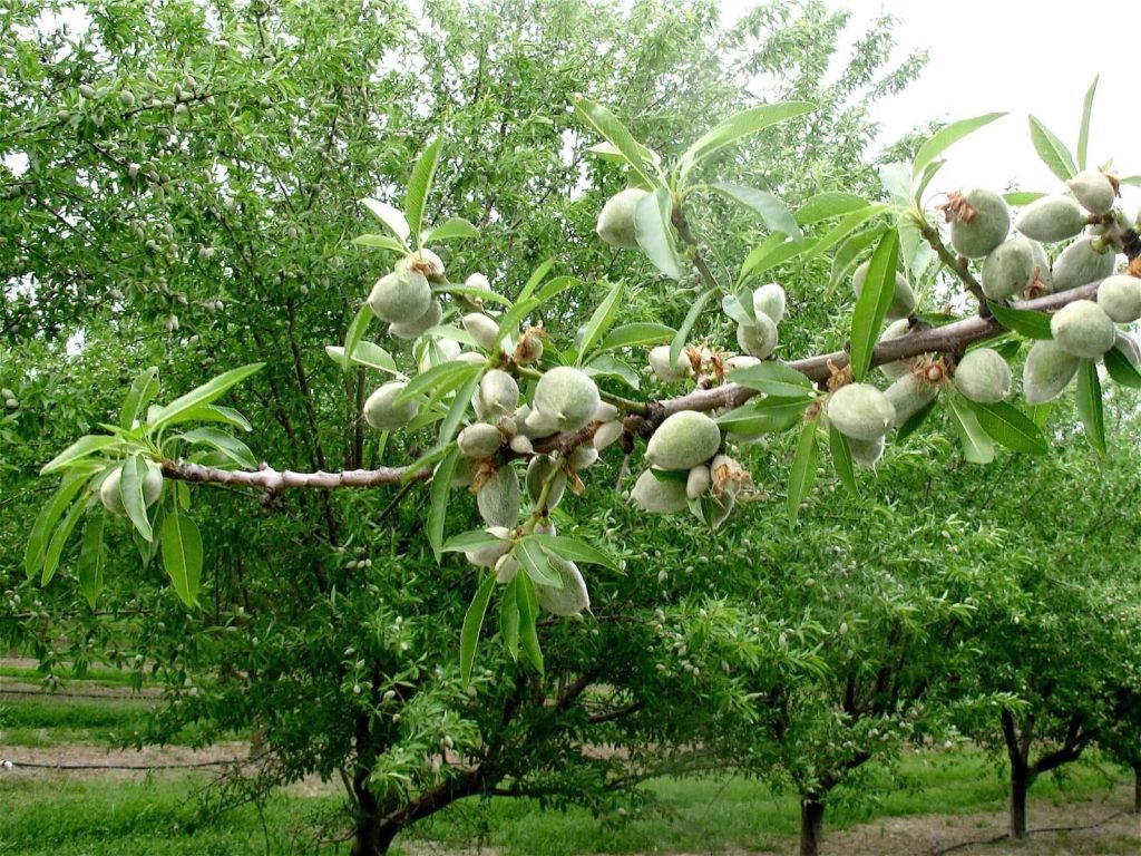 خرید نهال بادام برای مناطق سردسیر