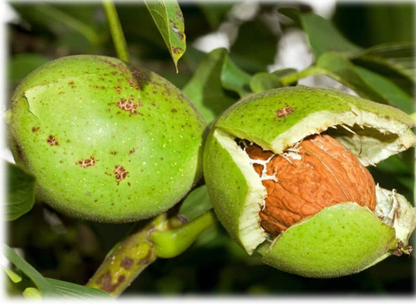 خرید انواع نهال گردو