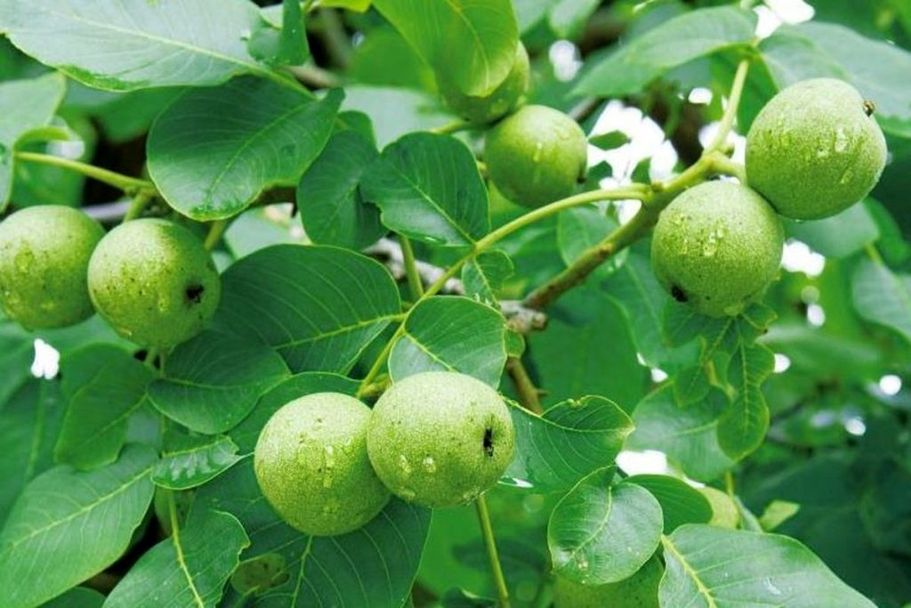 نهال گردو