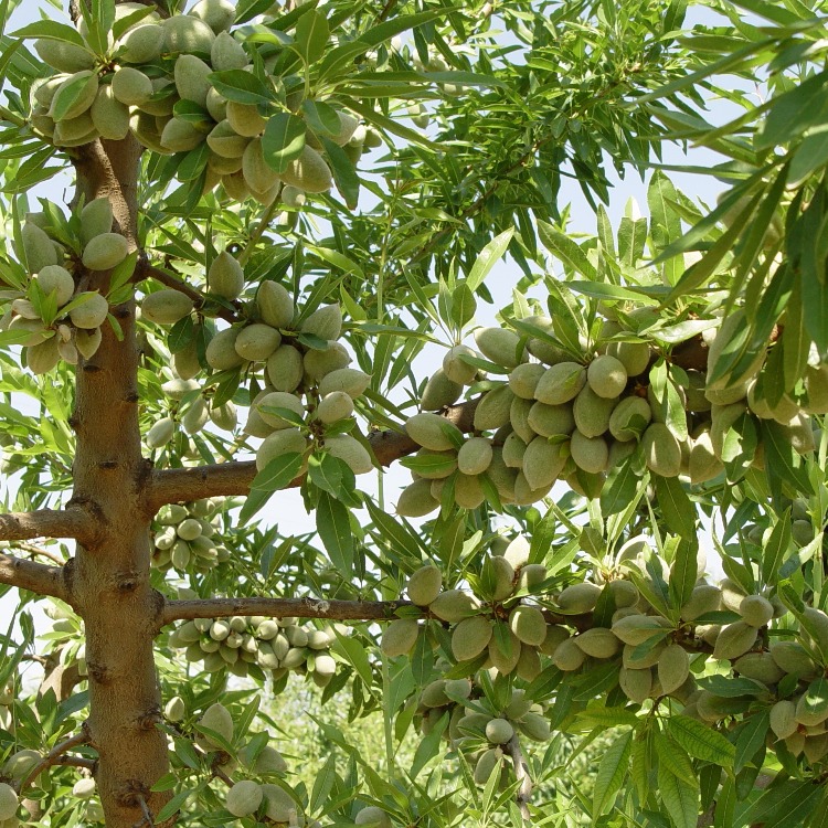 خرید نهال بادام