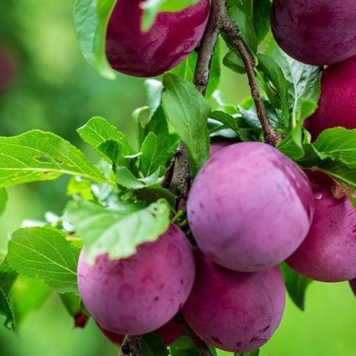 خرید نهال آلو