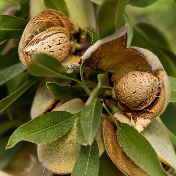 بهترین زمان کاشت نهال بادام