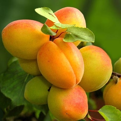 خرید نهال زردالو