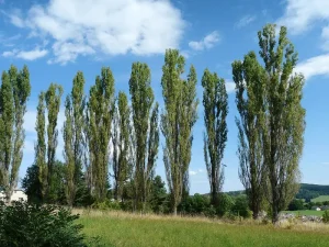 خرید نهال صنوبر ترکیه