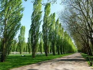 کاشت صنوبر در کنار باغ گردو