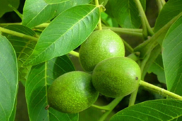 خرید نهال گردو مناطق گرمسیر