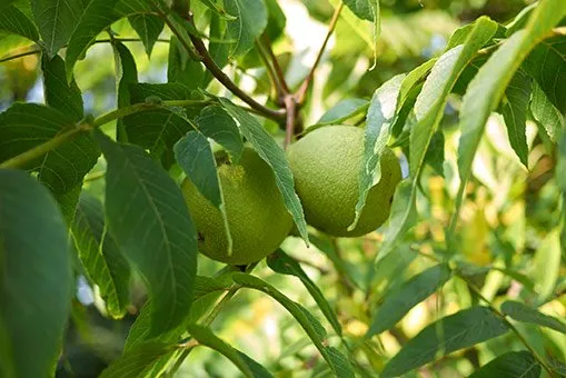 قیمت نهال گردو گرمسیر