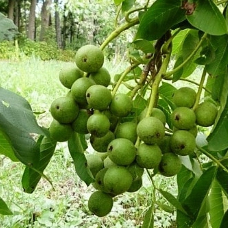نهال گردو