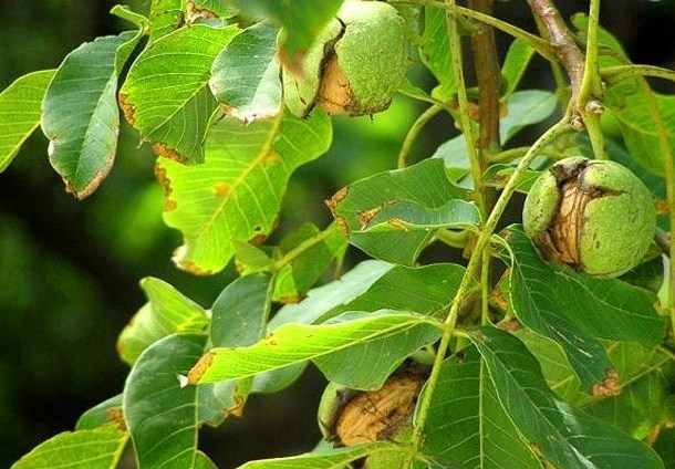خرید نهال گردو 